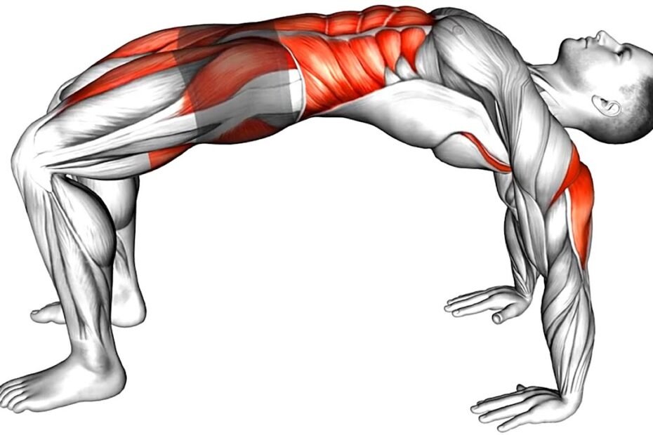 Pelvic Exercises for Men 7 Ways to Boost Core Stability