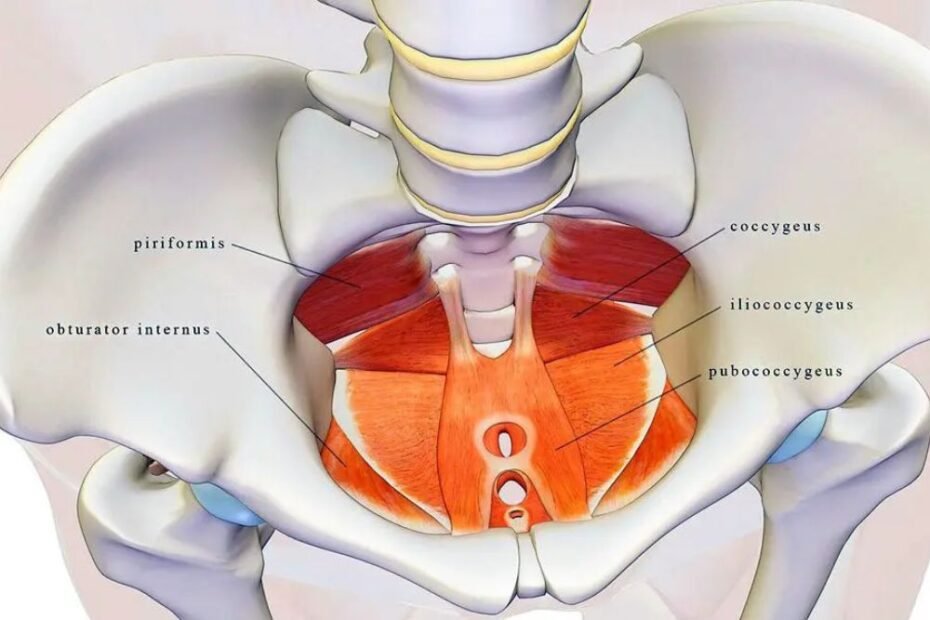 Pelvic Floor Exerciser | 6 Tools to Boost Your Fitness Routine