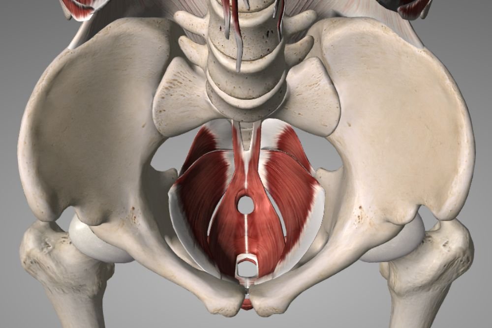 Pelvic Floor Exerciser Tools to Boost Your Fitness Routine
